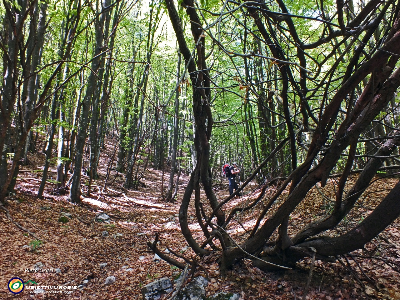 41 bello il bosco!.JPG